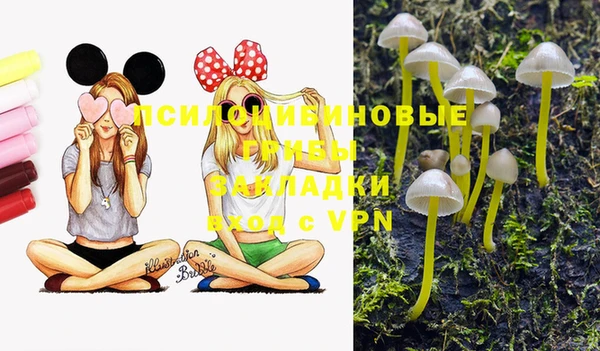 сатива Новокубанск
